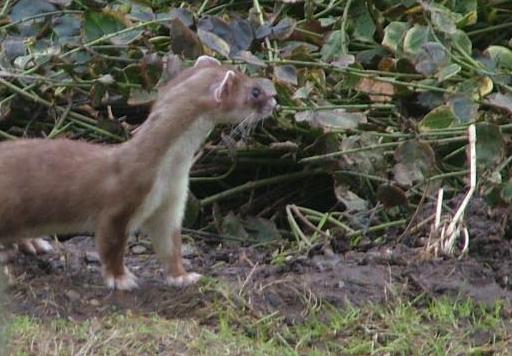 Stoat Eradication – Operational Planning