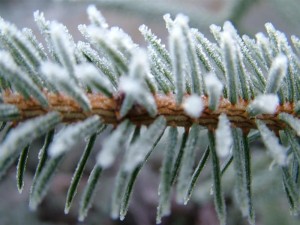 Frosted Sitka spruce