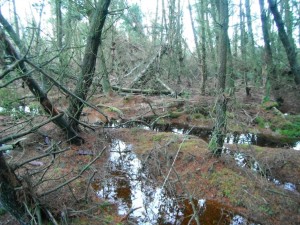 Afforested Peatland Restoration