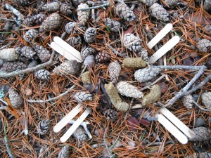 Capercaillie droppings