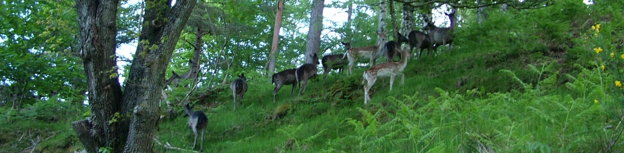 Deer in the forest
