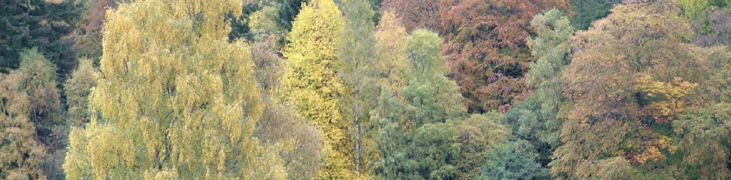 LOCH FASKALLY forests