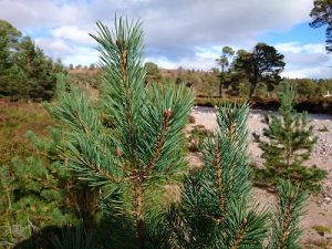 scots-pine