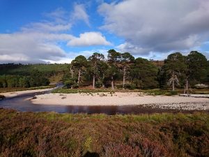 scots-pine-river-bank