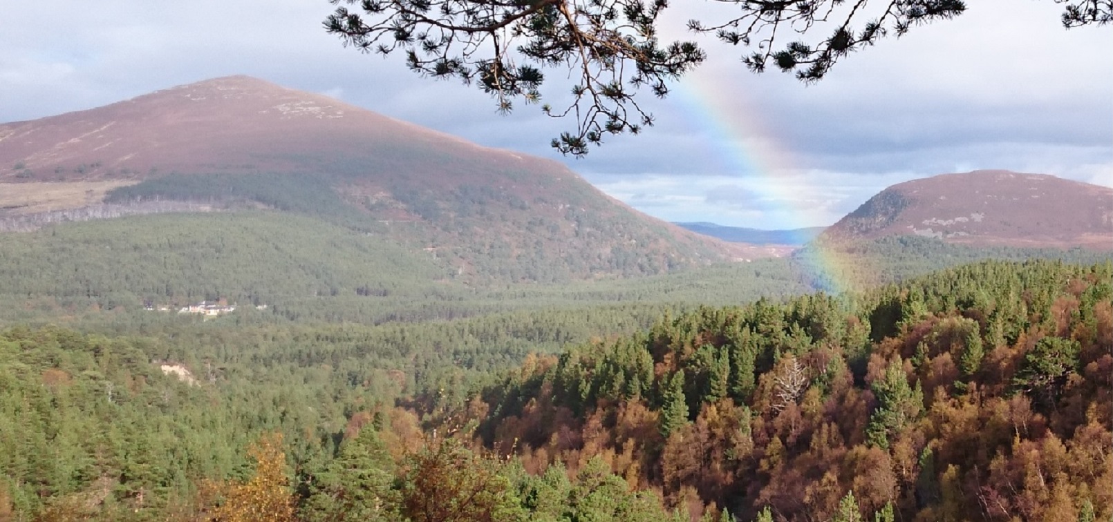 Pine upland regeneration