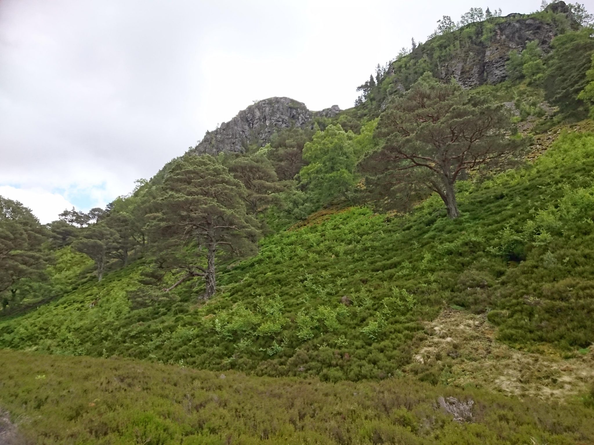 Cairngorms tree regeneration