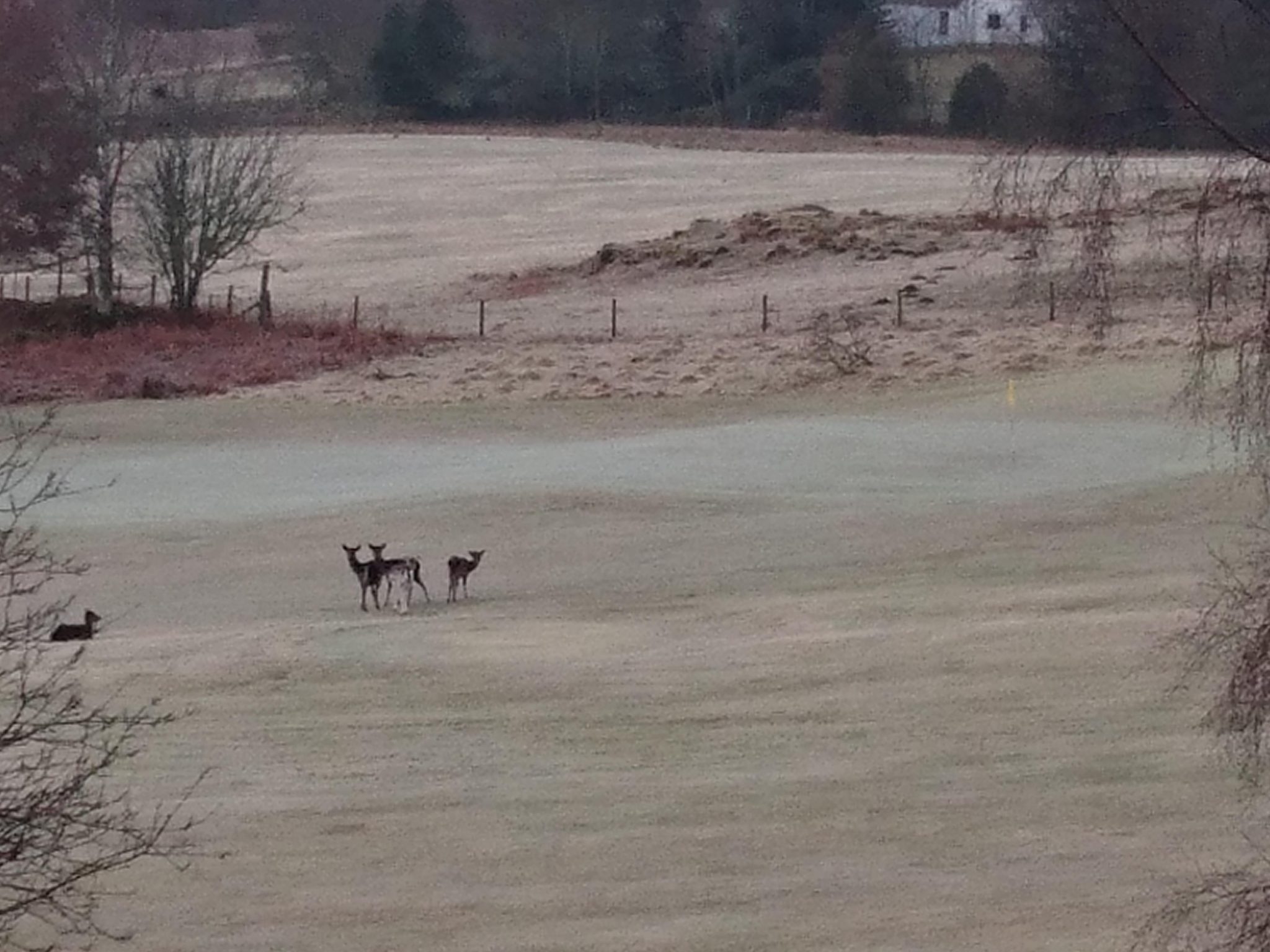 Deer on Golf course