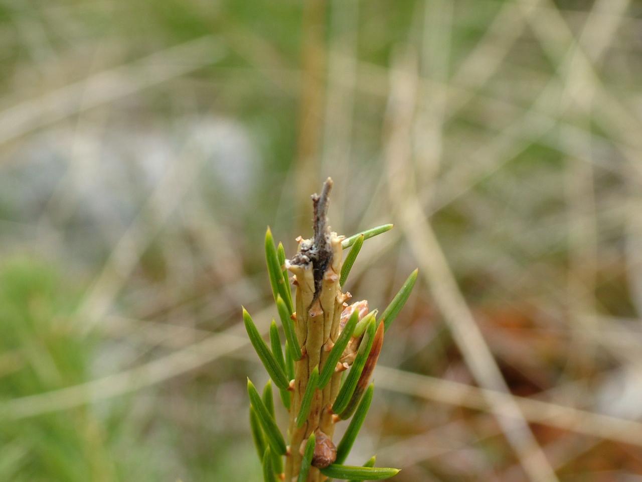 Browsed norway spruce