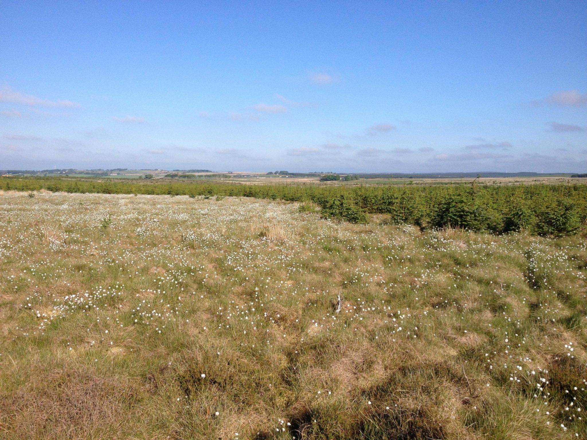 Forest to bog - landscape