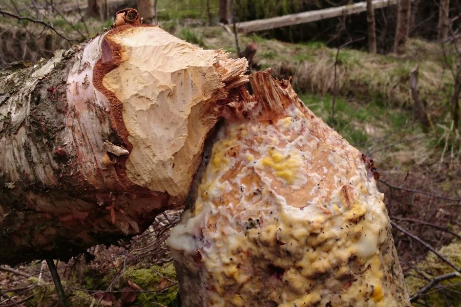 Beaver gnawing