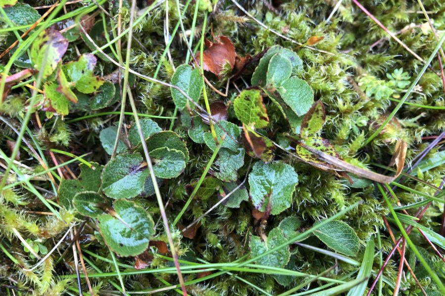 Dwarf willow