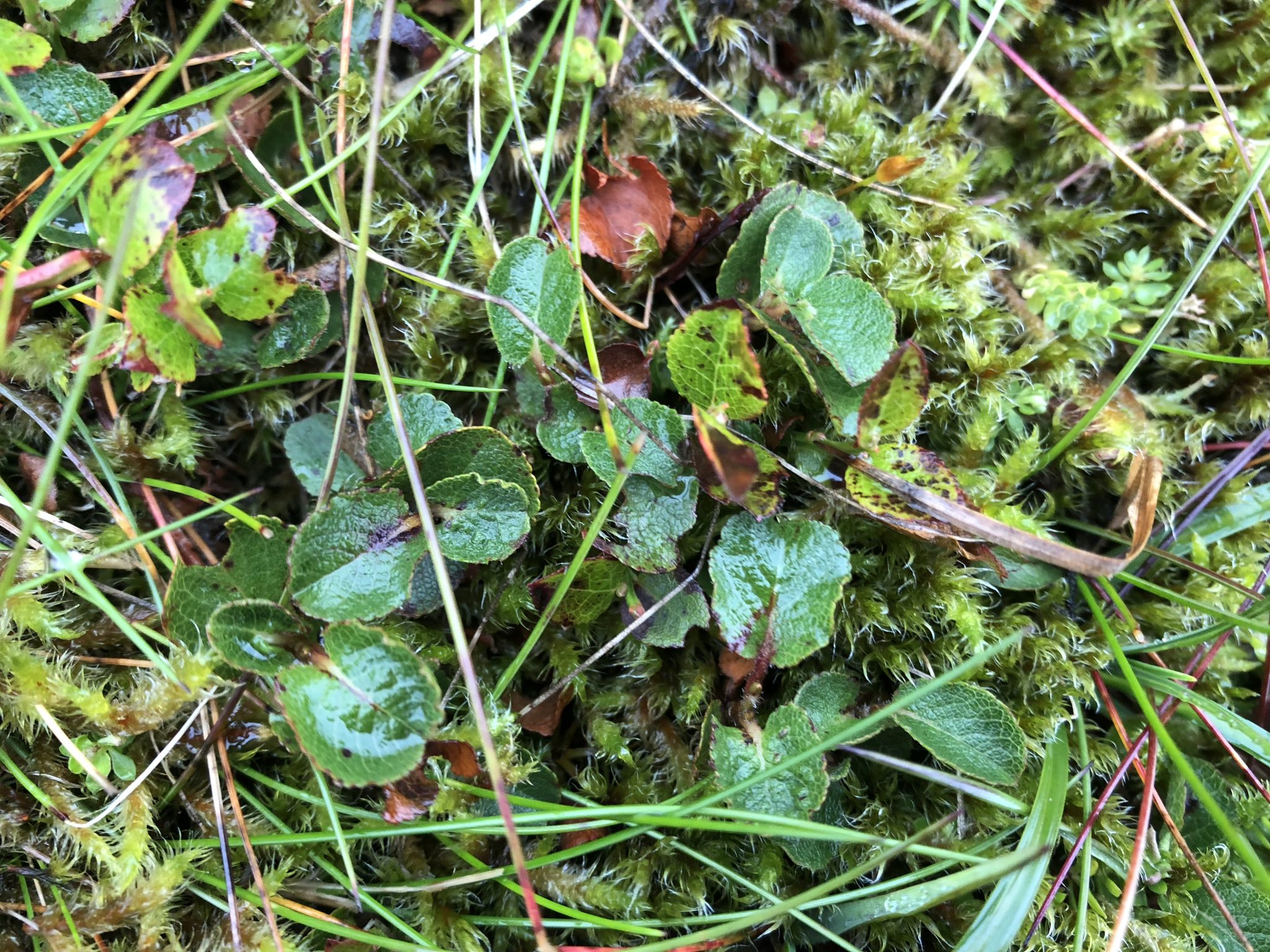 Caenlochan SAC – herbivore impact assessment