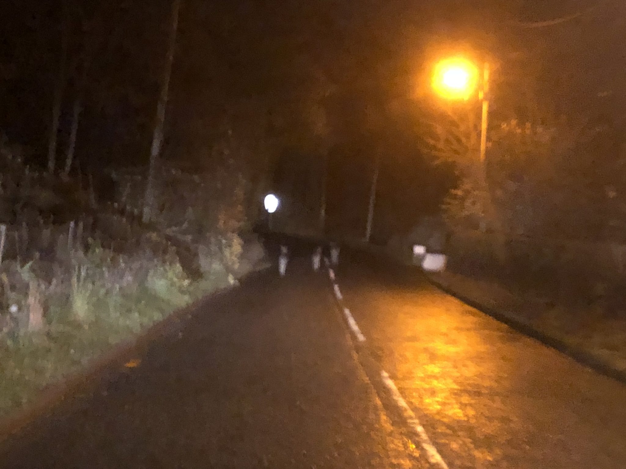 Fallow deer on way home from Dunkeld
