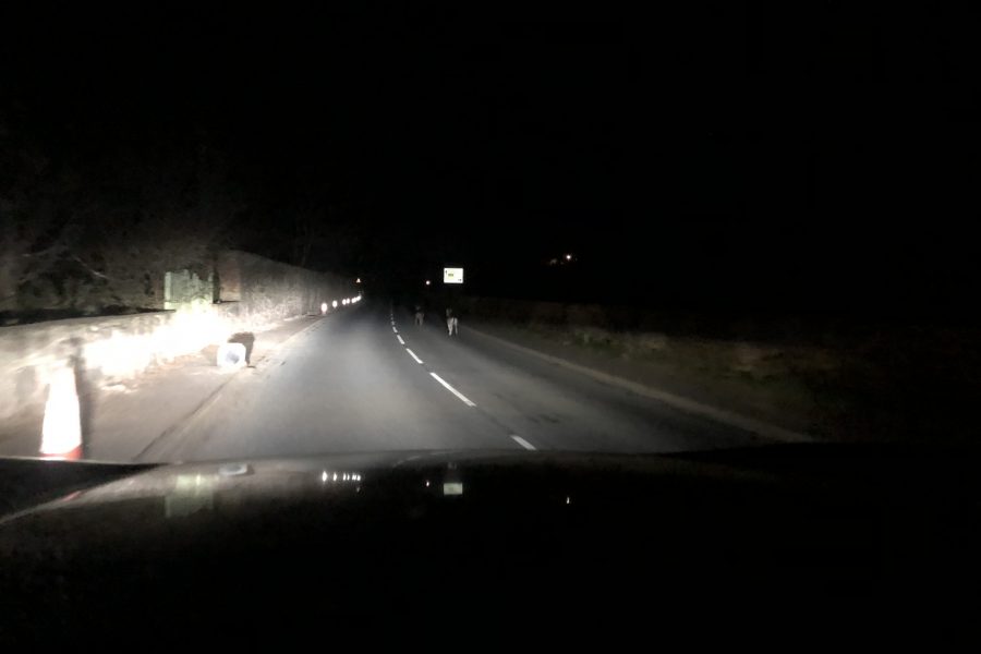 Fallow deer on the road at night