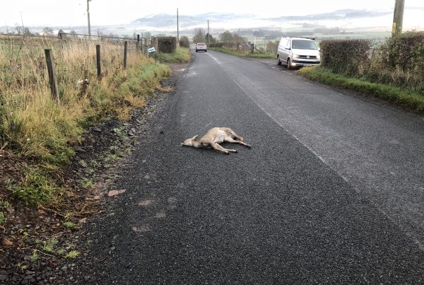 Freshly-killed roe deer