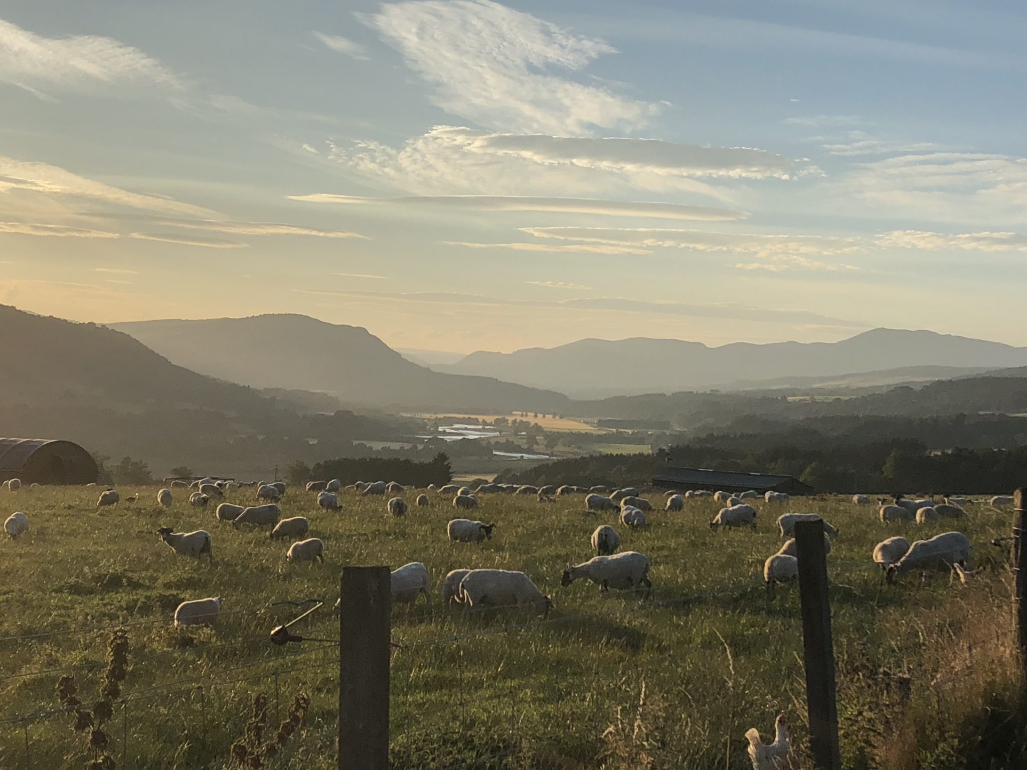 Happy highland sheep...
