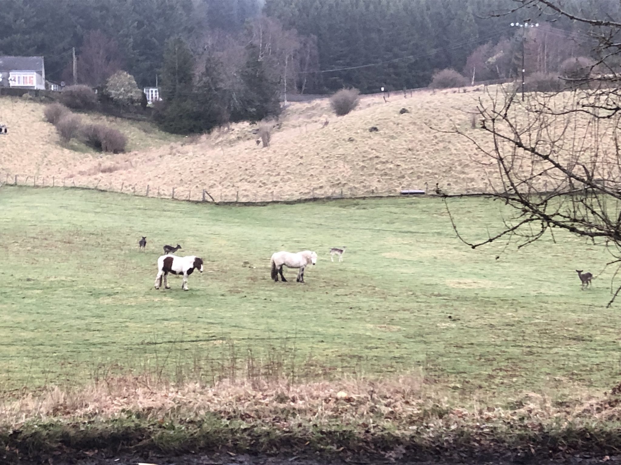 Animals sharing grazing with deer