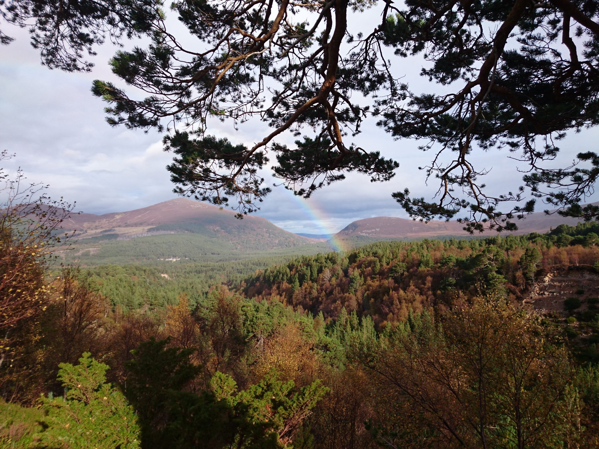 Western Cairngorms deer monitoring