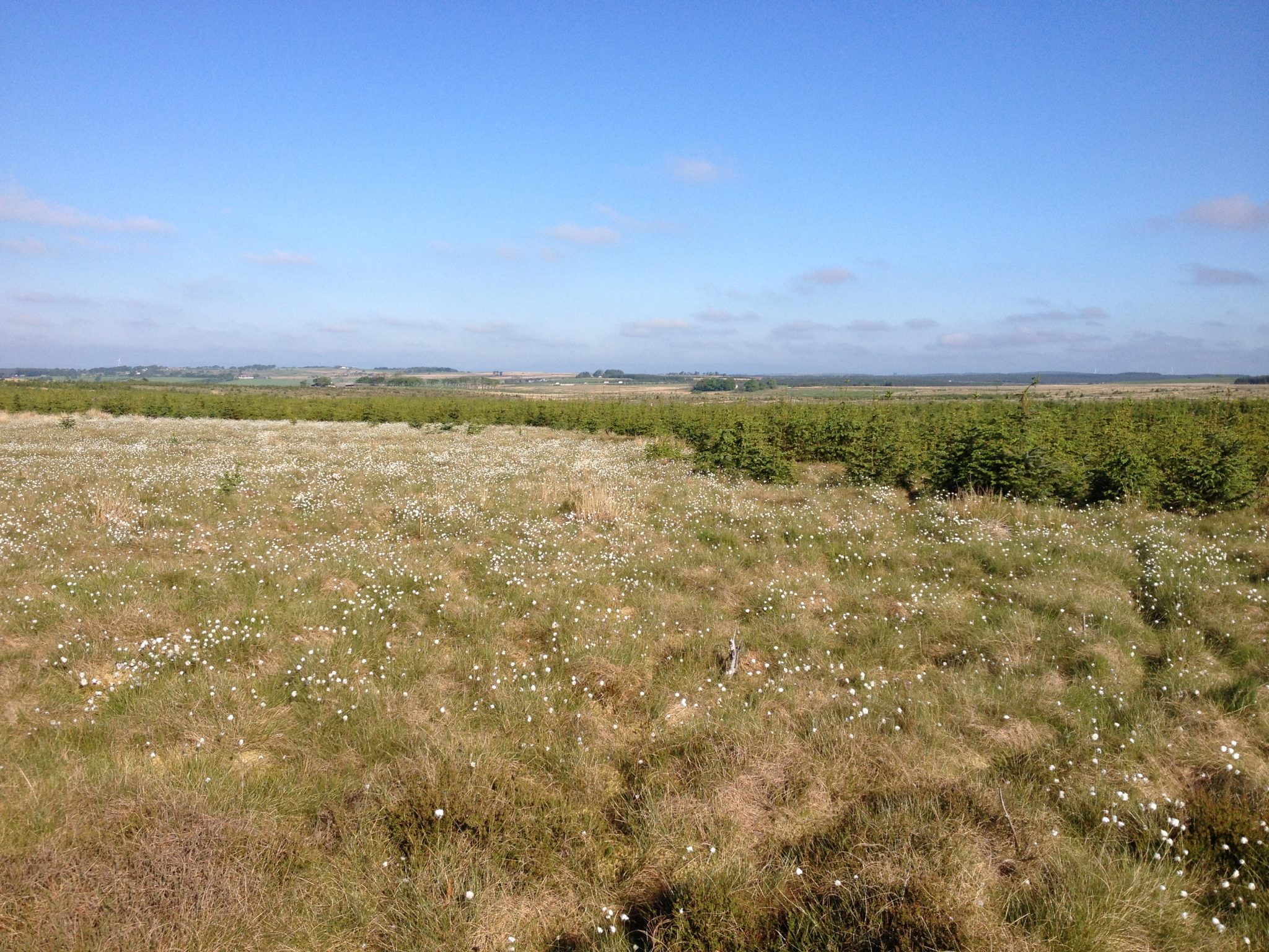 Forest-to-bog trial sites re-visited