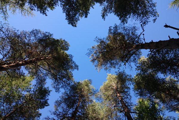 Looking into forest canopy