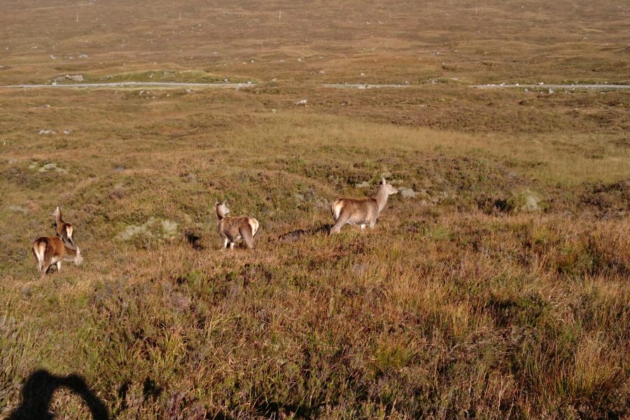 Red deer hinds and calves