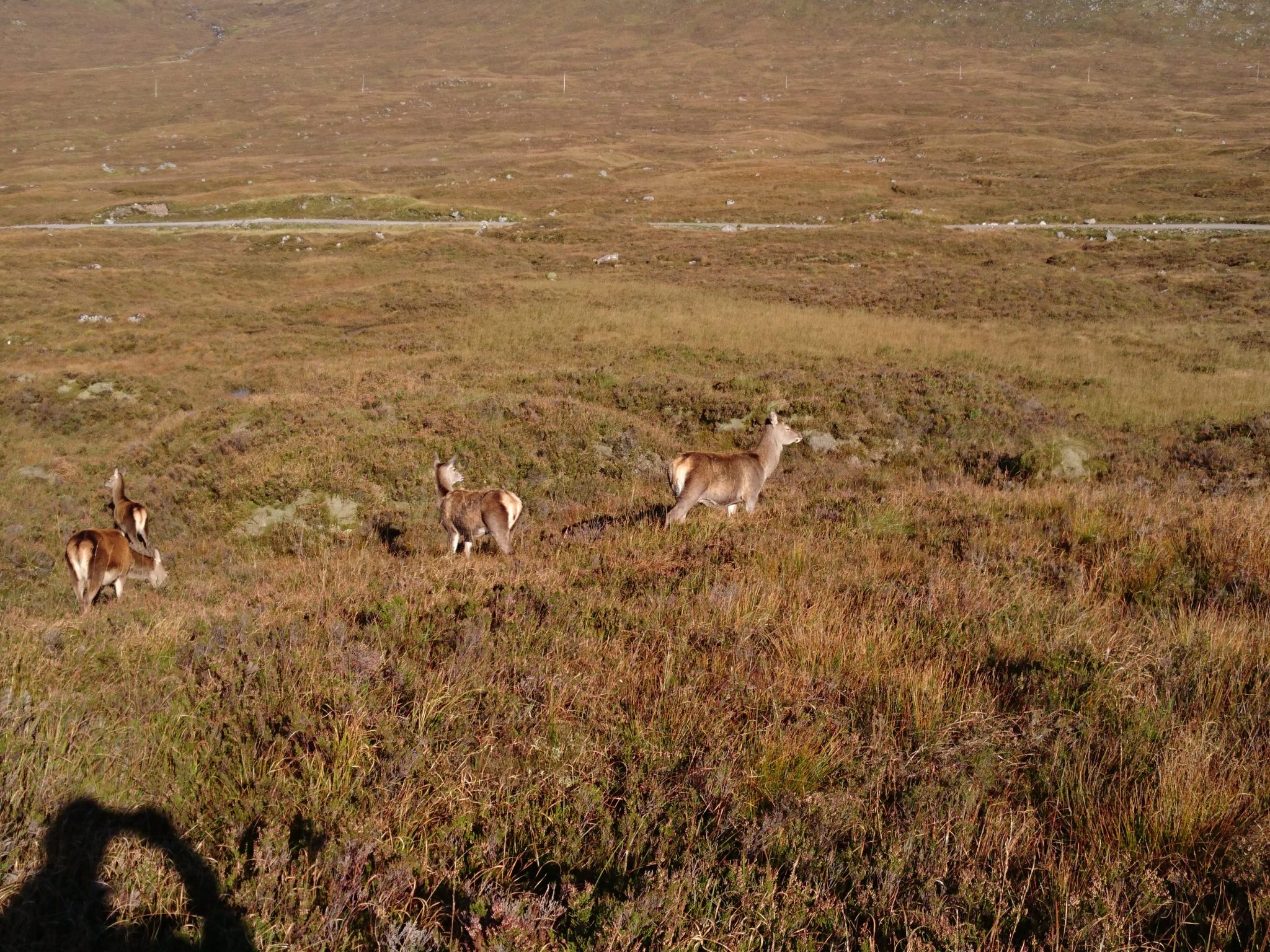 Caenlochan Section 7 review