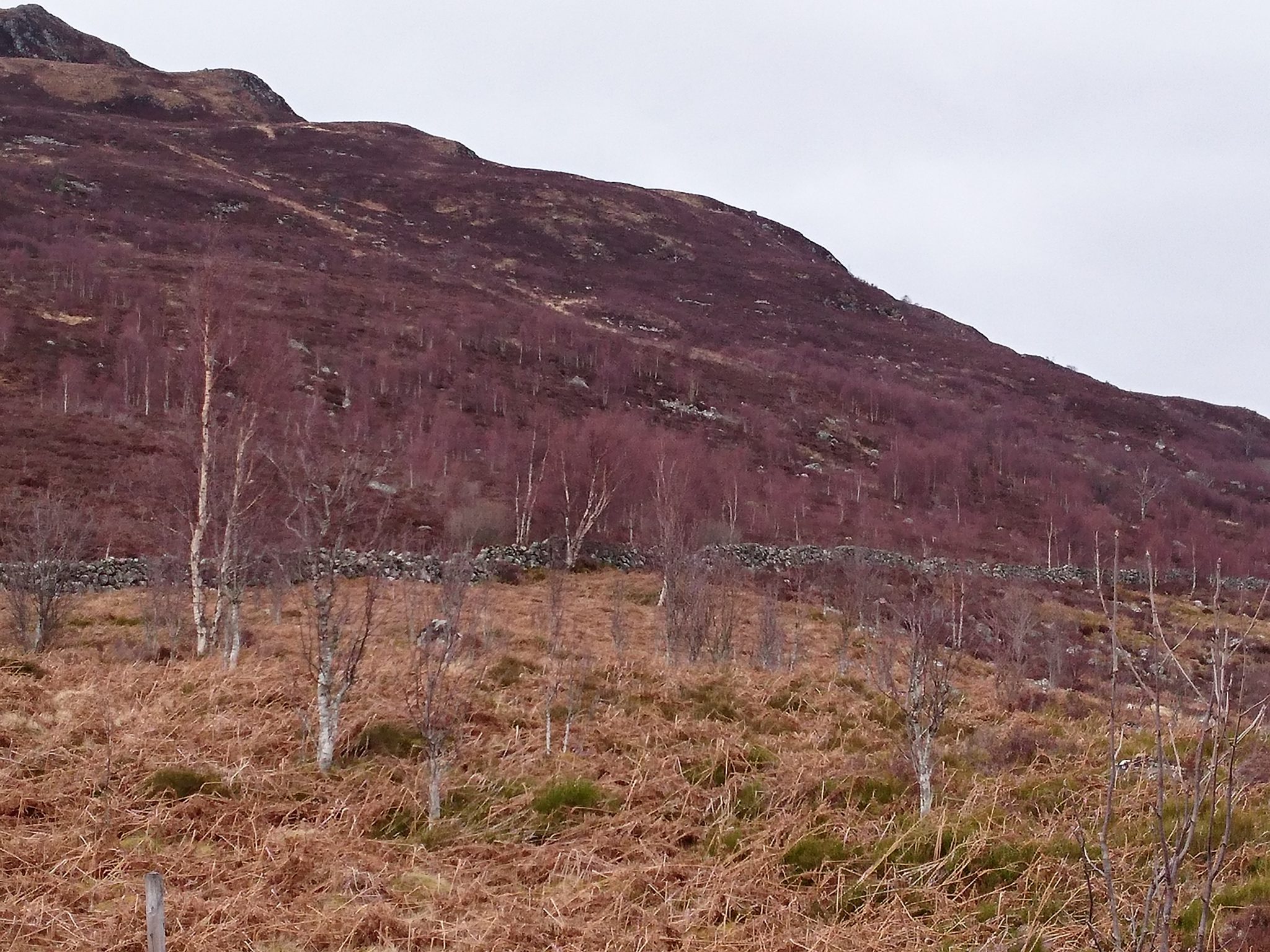 NNR deer surveys