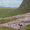 Stag at Bealach na Ba