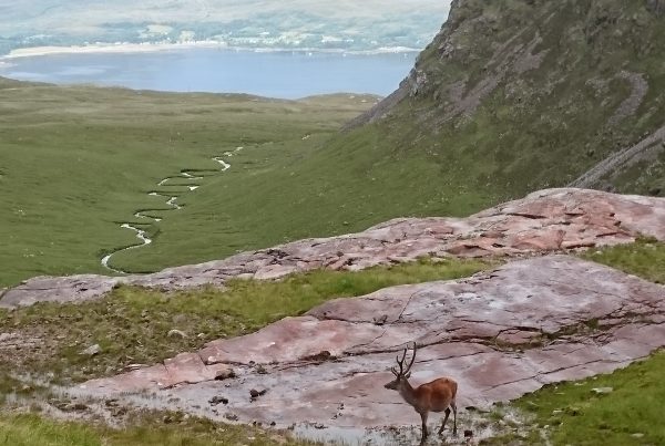 Stag at Bealach na Ba