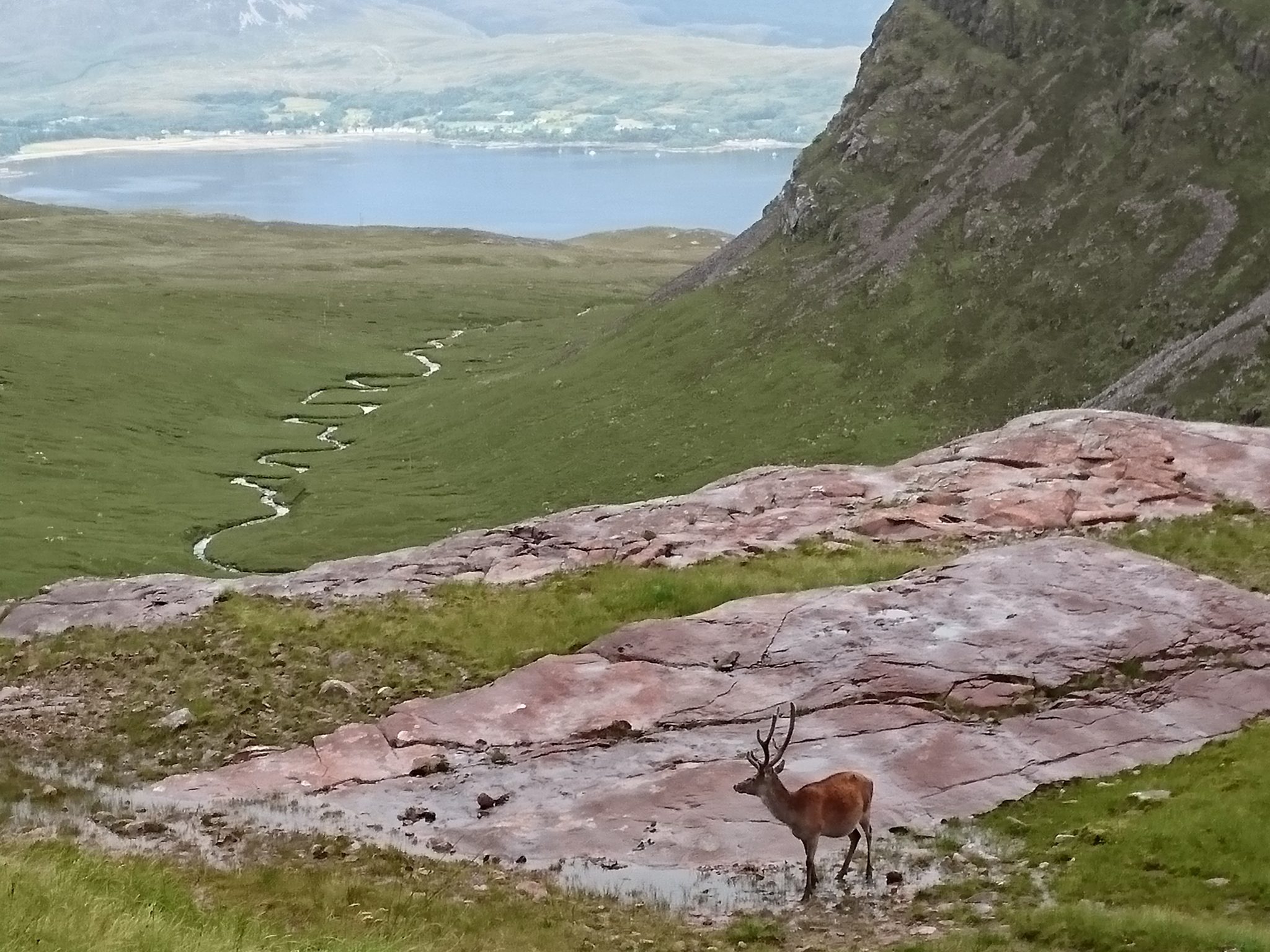 Cairngorms National Park: deer abundance estimation