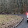 Deer crossing in front of car