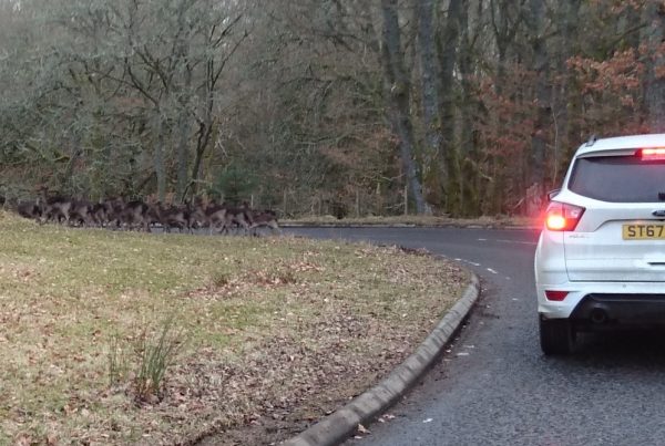 Deer crossing in front of car