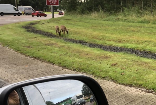 Deer in urban settings