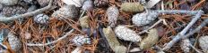 Capercaillie droppings
