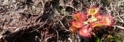 Sphagnum